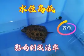 养龟：龟苗要用多少水来养？水位将影响龟苗的成活率，你信吗？视频封面