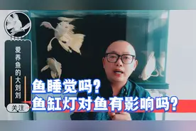 鱼睡觉吗？鱼缸灯对鱼有影响吗？视频封面