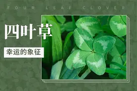 四叶草——幸运的象征视频封面