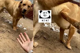 女孩想和小狗互动，没想到小狗动作惊人，下一秒女孩反应亮了视频封面