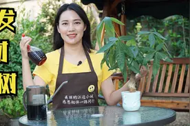 发财树黄叶怎么办，教你合理用肥，枝繁叶茂，叶片油绿爆盆视频封面