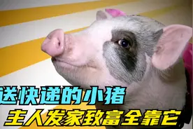 会送外卖的小猪，非常聪明听话，和主人成为了工作搭档视频封面