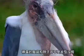 非洲的大草原上这种食肉动物秃鹤作为鸟界的扛把子你见过吗？视频封面
