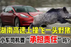 如果撞到保护动物会怎样？湖南一司机撞飞野猪，为何被判全责？视频封面