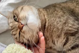猫咪不小心抓伤女主人，立马撒娇道歉后自己走进禁闭室视频封面