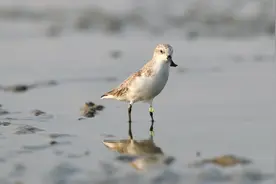 比熊猫还珍贵！广东湛江一红树林现极危鸟种勺嘴鹬，全球仅661只视频封面