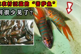 农村常见的“菩萨鱼”，常被捉来喂鸡鸭，如今为何很少见了？视频封面