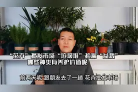 “花卉”批发市场“垃圾堆”捡漏“盆栽”哪些种类有养护价值呢视频封面