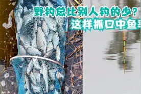 钓鱼总比别人少？不同调钓和抓口技巧，这样钓实用中鱼率又高！视频封面