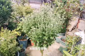 菊花树冠幅大花苞多，看着就有点密集恐惧症，养护方法也很简单视频封面