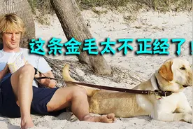 一条不正经的狗狗气坏了主人，但也成了主人最好的回忆视频封面