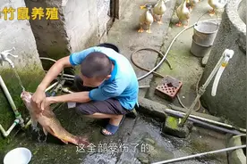 野生鲤鱼与非野生的区别，10斤的野货破开肚子一点黑色的都没有