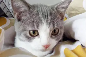 为什么小猫和猫妈妈分开几天就不认识了？见面后小猫直接动手干架