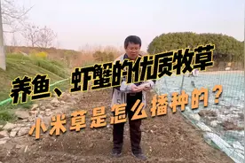 养殖先种草，水产养殖，鱼、虾、蟹爱吃的小米草，是怎么播种的？视频封面