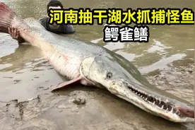 河南平顶山汝州抽干几十万立方湖水捞捕鳄雀鳝#动物 #鳄雀鳝 #视频封面