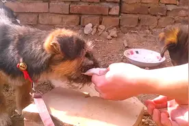 流浪犬小K：农村常见一块皮，连小E都怕它，小K竟自己咽下去了！视频封面