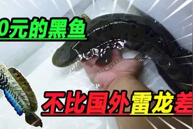 3斤不到的黑鱼买回家，静养几天入住水族箱，挑战雷龙鱼的地位视频封面