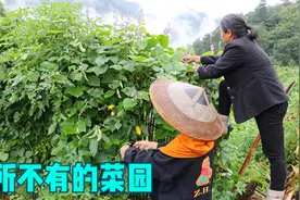 妈妈种的菜园简直是聚宝盆，雨天没菜吃去菜园逛一圈，多到吃不完视频封面