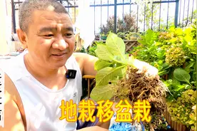 从地里挖出来的绣球小苗，要移栽到花盆里，注意哪些事情？视频封面
