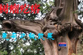 不起眼的树疙瘩，竟然有这般功效，谁都有用到的时候视频封面