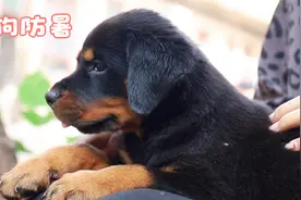狗狗夏天怎么防止中暑？佳佳说的可不是剃毛，还有其他一些技巧哦视频封面