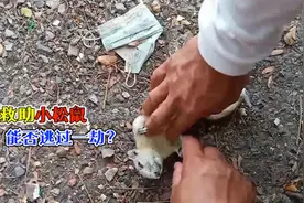 男子为救助小松鼠，直接为其施展心肺复苏，营救过程让人好心疼视频封面