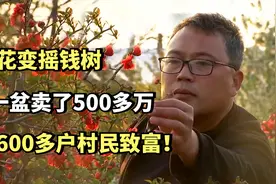 海棠花变摇钱树，5元一盆卖了500多万，带领600多户村民致富！视频封面