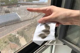 再脏的旧纱窗都能像新纱窗干净，看一眼就学会，干干净净过夏天！视频封面