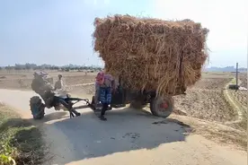 手扶式的拖拉机上坡失控，机头不停摇摆，小伙惊慌失措视频封面