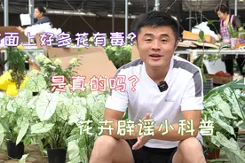 市面上好多花是有毒的，是真的吗？其实不然。花卉辟谣小科普。视频封面