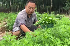 农村野生的艾草也是一种野菜，许多人都不知道，功效还多视频封面