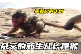 刚出生的杂交的新生儿长尾猴，带着脐带走路，四处溜达