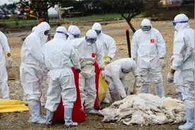 新疫情？女孩感染H5N1死亡，第3天父亲确诊，世卫调查是否人传人视频封面