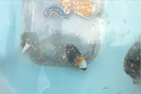 海边野采，多姿多彩的小鱼长得真好看！视频封面