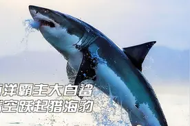 海洋霸主大白鲨，身长可达6米体重两千公斤，能腾空跃起猎捕海豹视频封面