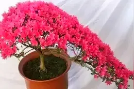 养鱼的水到底能不能浇花？看完这几点你就知道了，涨知识视频封面