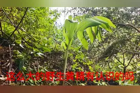20元一斤的野生山姜,阿文一个山头挖半蛇皮袋,有认识的吗视频封面