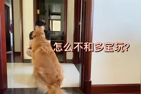 金毛看家里来客人，主动给人家叼玩具，被拒绝后还守在门口，可爱视频封面