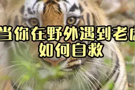 当你在野外遇到老虎，究竟该如何自救？看得我直冒冷汗！视频封面