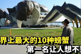 世界上最大的10种螃蟹，第一名让人想不到视频封面