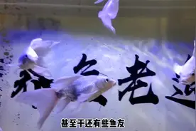 鱼缸水面出现大量成片泡沫，一定是水质过肥吗？有时候真不一定视频封面