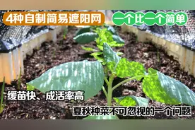 4种自制简易遮阳网，秋季高温种植不怕了，移栽缓苗快、成活率高视频封面