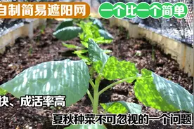 4种自制简易遮阳网，秋季高温种植不怕了，移栽缓苗快、成活率高视频封面