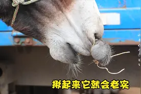 给驴修蹄为啥要把它的嘴巴拧起来？原来这是师傅的绝招，专治倔驴视频封面