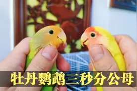 目测方法帮你三秒分辨牡丹鹦鹉的公母，紫罗兰黄桃等品种同样适用视频封面