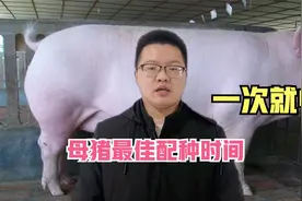 母猪最佳配种时间如何把握，峰哥告诉你诀窍！视频封面