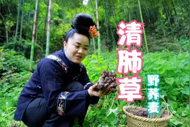 贵州大山沟的野荞麦，以前当猪菜，想不到药用价值这么好，发了视频封面