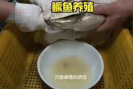 鳜鱼高级养殖技术，人工取卵受精培育出鱼苗，价格昂贵的淡水鱼视频封面