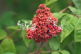 【吴茱萸】遥知兄弟登高处 遍插茱萸少一人视频封面