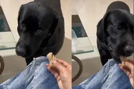 主人假装睡着了！狗子鬼鬼祟祟观察，趁机一口咬走猪蹄结果搞笑了视频封面